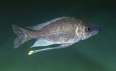 Ophthalmotilapia nasuta 'Msalaba'